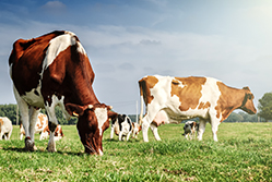 Image for Foremost Farms USA
