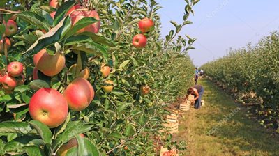 depositphotos_53488773-stock-photo-apple-picking-in-orchard.jpg