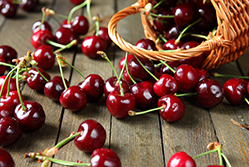 Image for Cherry Republic