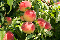 Image for Peterson Farms