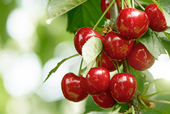 Image for Shoreline Fruit
