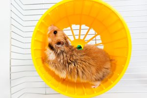 hamster-wheel.jpg