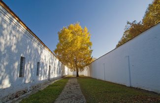 prison-tree.jpg